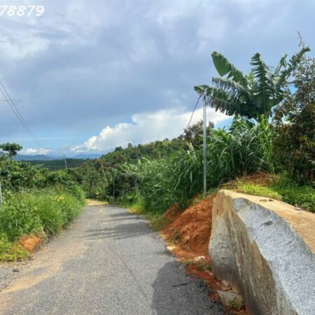 Vị trí vàng: Thuộc xã Lộc Đức, TP. Bảo Lộc – Lâm Đồng