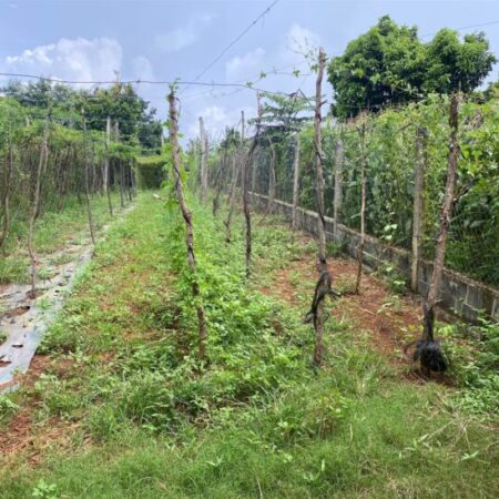 ĐẤT CHÍNH CHỦ- GIÁ TỐT CẦN BÁN LÔ ĐẤT Đường Số 2, Cư ÊBur, phừơng Buôn Ma Thuột, Đắk Lắk