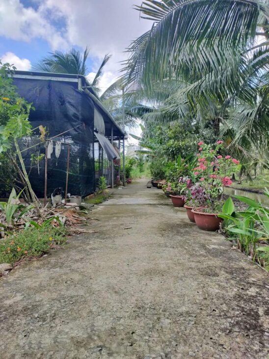 Bán đất nền Phú Tân – TP Bến Tre 300m2, giá chỉ 3.2 triệu/m2, gần chợ Tú Điền