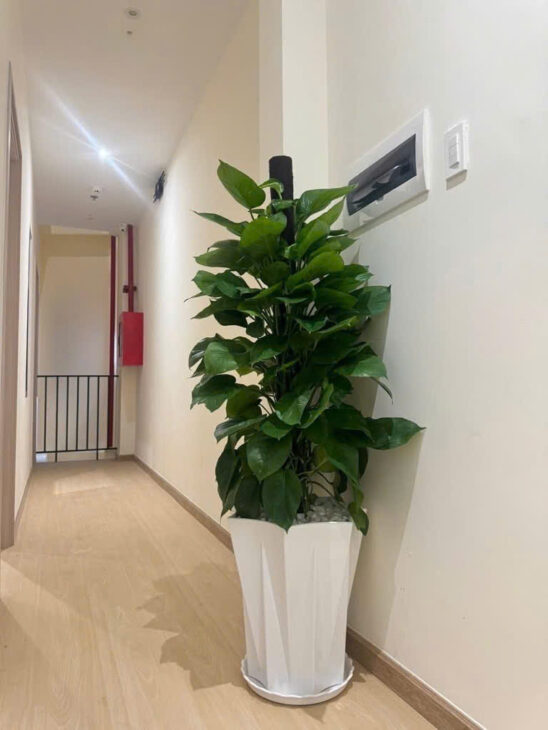 CHDV mặt tiền đường 12m 98m2 (4×25) ngay chợ đêm 6 lầu TMáy 12 căn hộ TN60tr chỉ 16 tỷ