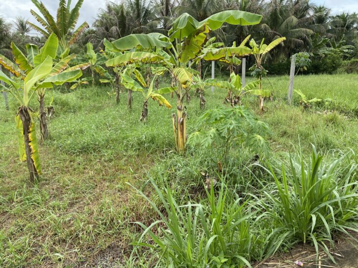 Bán đất nền Phú Tân – TP Bến Tre 300m2, giá chỉ 3.2 triệu/m2, gần chợ Tú Điền