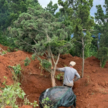 Cần bán 12 lô đất. Xã Phú Hội, Xã Ninh Gia, xã Tà Hine. xã Lạc Dương. Lâm Đồng.