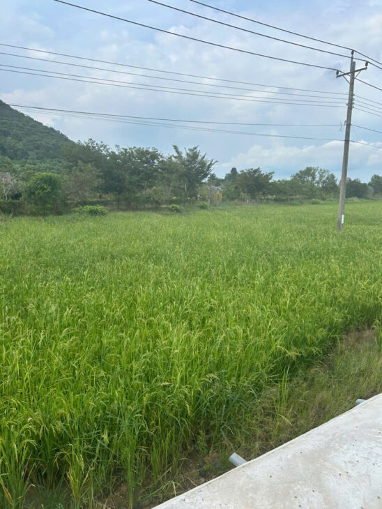 Bán 912m2 dất 2 mặt đường Nguyễn Minh Châu – Tân Hải – LaGi giá ngộp 900tr