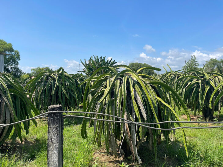 Bán 372m2 đất Cách Biển 500m Hẻm Lý Thái Tổ, Tân Tiến, LaGi 900 triệu