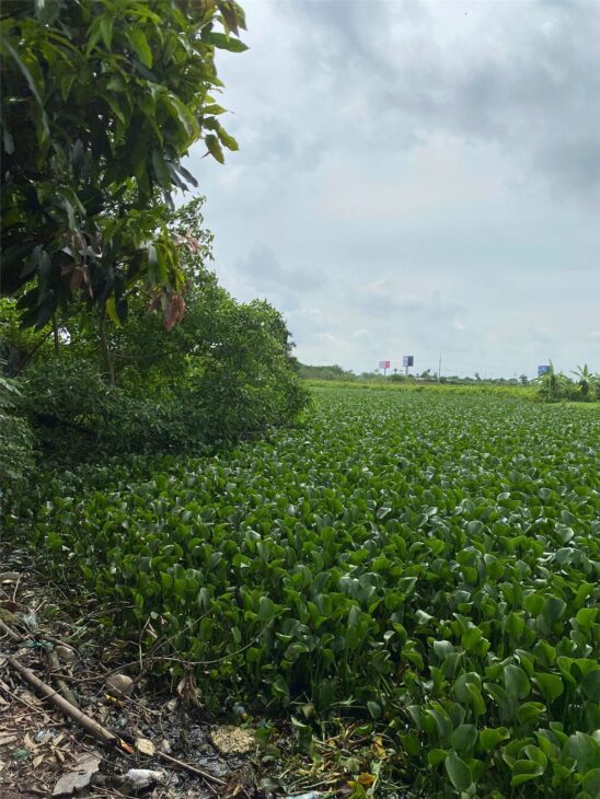 CHÍNH CHỦ CẦN BÁN NHANH 02 LÔ Đất Đường Đinh Tiên Hoàng, Hồng Vân, Thường Tín, Hà Nội