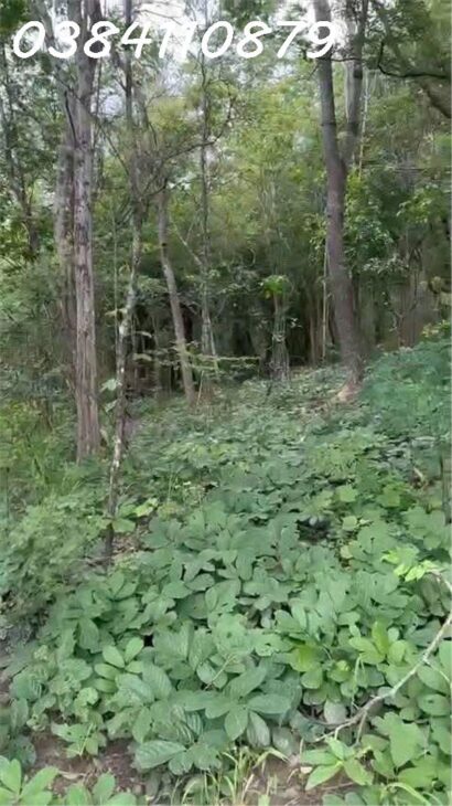 🌟 CHUYỂN NHƯỢNG 160 HECTA ĐẤT DỰ ÁN – HÀM TÂN, BÌNH THUẬN 🌟