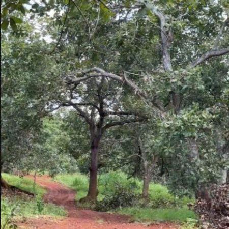 CHÍNH CHỦ CẦN BÁN 4 MẪU ĐẤT SÁT TRỤC ĐƯỜNG – DT 753 ĐỒNG PHÚ, BÌNH PHƯỚC CHỈ 8 TỶ/MẪU