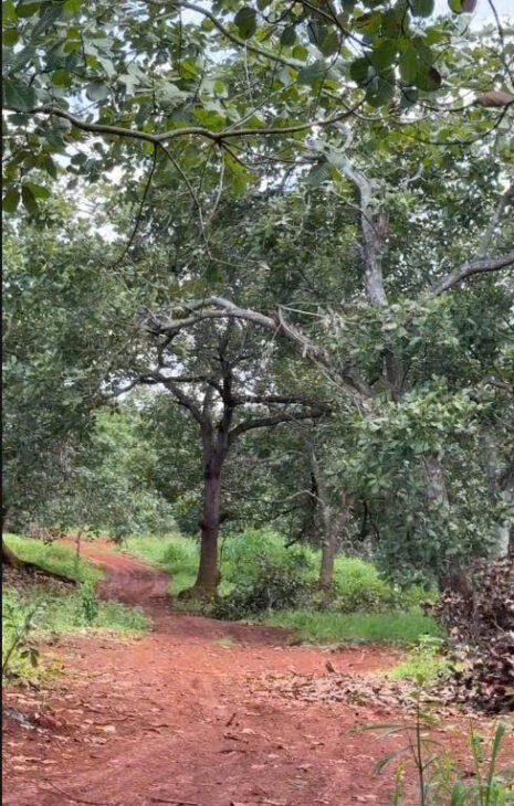 CHÍNH CHỦ CẦN BÁN 4 MẪU ĐẤT SÁT TRỤC ĐƯỜNG – DT 753 ĐỒNG PHÚ, BÌNH PHƯỚC CHỈ 8 TỶ/MẪU