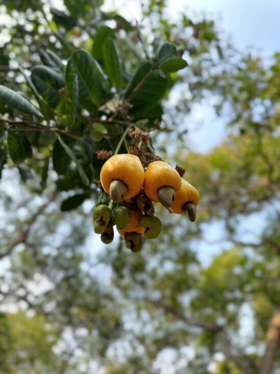 CHÍNH CHỦ CẦN BÁN 1 MẪU 2 ĐẤT VƯỜN ĐIỀU – SÁT TRỤC ĐƯỜNG ĐT 753 – ĐỒNG PHÚ, BÌNH PHƯỚC