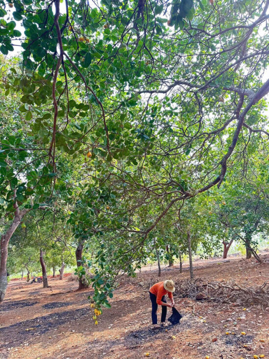 CHÍNH CHỦ CẦN BÁN 1 MẪU 2 ĐẤT VƯỜN ĐIỀU – SÁT TRỤC ĐƯỜNG ĐT 753 – ĐỒNG PHÚ, BÌNH PHƯỚC