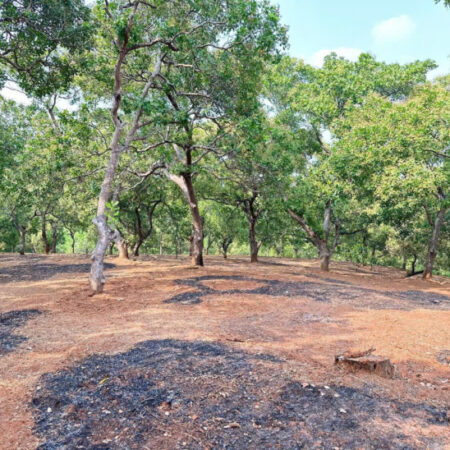 CHÍNH CHỦ CẦN BÁN 1 MẪU 2 ĐẤT VƯỜN ĐIỀU – SÁT TRỤC ĐƯỜNG ĐT 753 – ĐỒNG PHÚ, BÌNH PHƯỚC