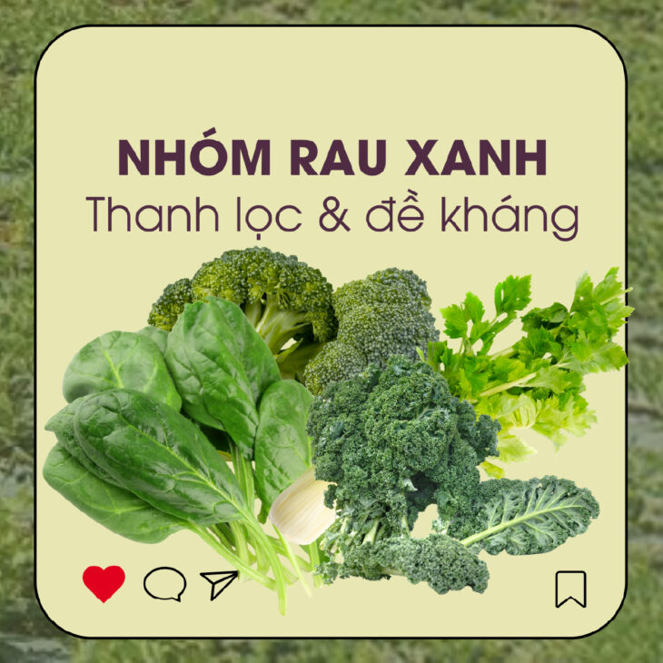 CHẤT XƠ – CHÌA KHÓA THẦM LẶNG CHO MỘT CƠ THỂ KHỎE MẠNH