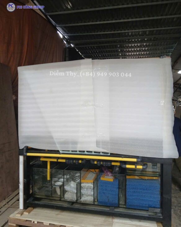 HỒ CÁ CỒNG KỀNH GỬI ĐI NƯỚC NGOÀI