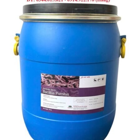 Men vi sinh Bacillus Pumilus, giúp tôm cá tiêu hóa tốt thức ăn