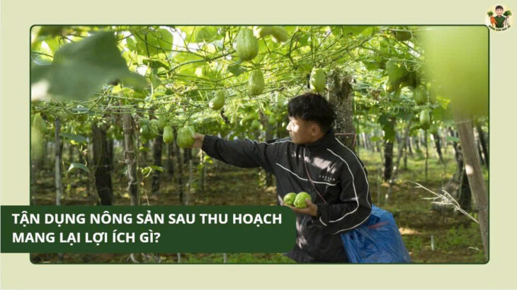 Tận Dụng Nông Sản Sau Thu Hoạch Mang Lại Lợi Ích Gì? Tận Dụng Nông Sản Sau Thu Hoạch Mang Lại Lợi Ích Gì?
