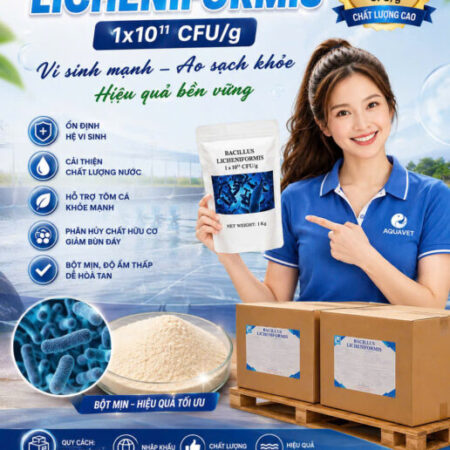 Bacillus Licheniformis ép khuẩn hại