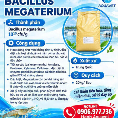 BACILLUS MEGATERIUM