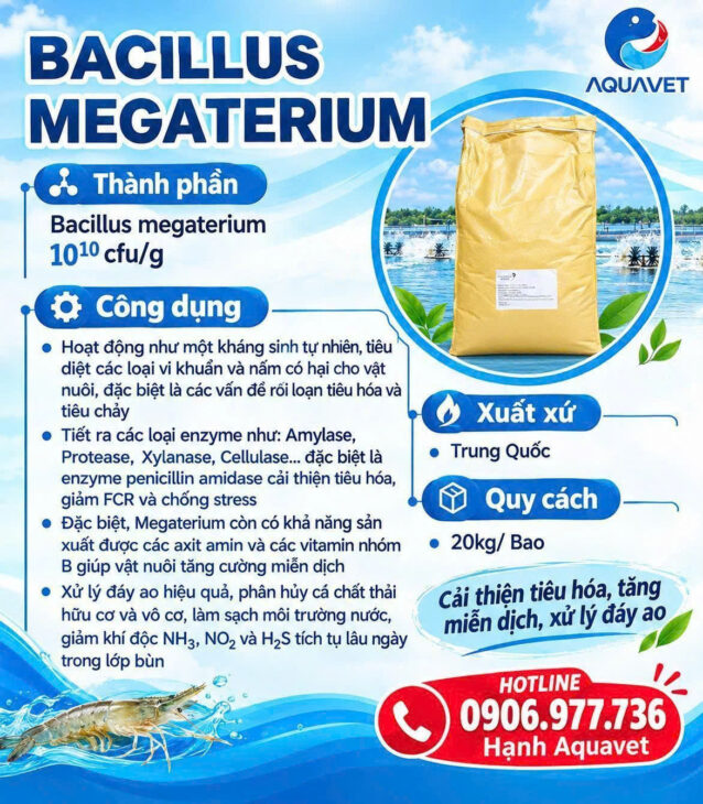 BACILLUS MEGATERIUM