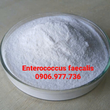 ENTEROCOCCUS FAECALIS – Kháng sinh tự nhiên, phục hồi gan tụy hiệu quả