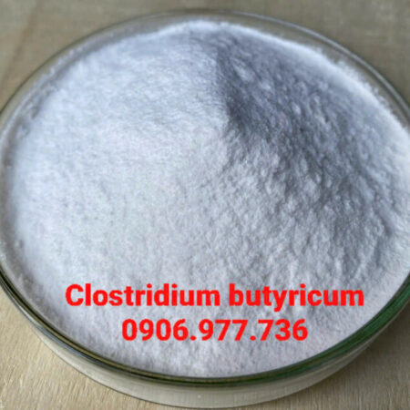 CLOSTRIDIUM BUTYRICUM- NGỪA PHÂN TRẮNG HIỆU QUẢ