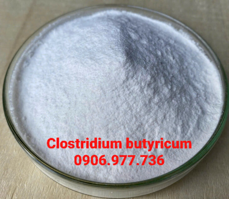 CLOSTRIDIUM BUTYRICUM- NGỪA PHÂN TRẮNG HIỆU QUẢ