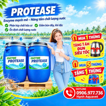 ENZYME XỬ LÝ NƯỚC VÀ CẮT TẢO – PROTEASE ENZYME XỬ LÝ NƯỚC VÀ CẮT TẢO – PROTEASE